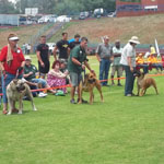 SA Superior Boerboels National Boerboel Show