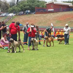 SA Superior Boerboels National Boerboel Show