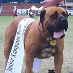 SA Superior Boerboels National Boerboel Show