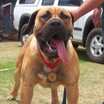 SA Superior Boerboels National Boerboel Show