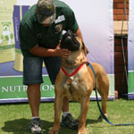 SA Superior Boerboels National Boerboel Show